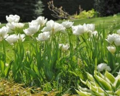 Tulip 'Mount Tacoma' -Plants And Flowers Shop tulip mount tacoma 2 c0b8241a 31ad 404d 818e fcd6ed25ae0c