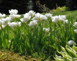Tulip 'Mount Tacoma' -Plants And Flowers Shop tulip mount tacoma 3