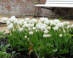 New Products -Plants And Flowers Shop tulip mount tacoma 3 4ff825fc 38cf 477a a35f 2ae2c7a33200