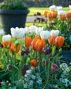 Tulip 'Mount Tacoma' -Plants And Flowers Shop tulip mount tacoma 4