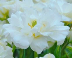 Tulip 'Mount Tacoma' -Plants And Flowers Shop tulip mount tacoma 4 299806a6 b5e8 40be bc42 e3c0de0d121d