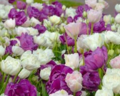 Tulip 'Mount Tacoma' -Plants And Flowers Shop tulip mount tacoma 5