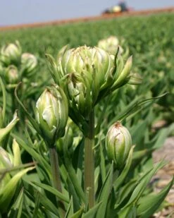 Tulip 'Mystery Valley' -Plants And Flowers Shop tulip mystery valley 1 c9219a03 238d 4434 9cdb f4a512b98cc8