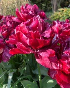 Tulip 'Nachtwacht' -Plants And Flowers Shop tulip nachtwacht 0