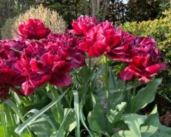 Tulip 'Nachtwacht' -Plants And Flowers Shop tulip nachtwacht 01