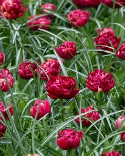Tulip 'Nachtwacht' -Plants And Flowers Shop tulip nachtwacht 4
