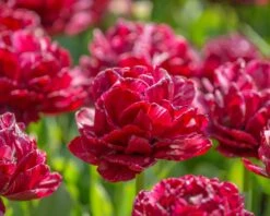 Tulip 'Nachtwacht' -Plants And Flowers Shop tulip nachtwacht 5