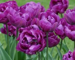 Tulip 'Negrita Double' -Plants And Flowers Shop tulip negrita double 10