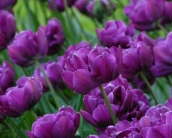 Tulip 'Negrita Double' -Plants And Flowers Shop tulip negrita double 11