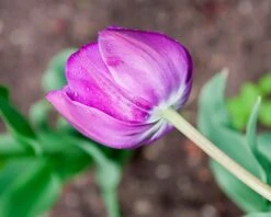 Tulip 'Negrita Double' -Plants And Flowers Shop tulip negrita double 4