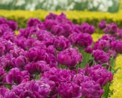 Tulip 'Negrita Double' -Plants And Flowers Shop tulip negrita double 6