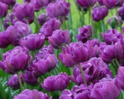 Tulip 'Negrita Double' -Plants And Flowers Shop tulip negrita double 8
