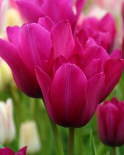 Plants And Flowers Shop 15 Tulip 'Night Club'