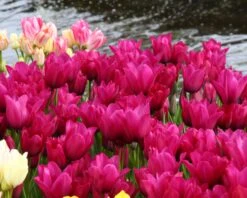 Tulip 'Night Club' -Plants And Flowers Shop tulip night club 5