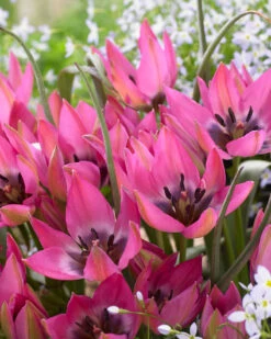 Tulip 'Norah' -Plants And Flowers Shop tulip norah 3