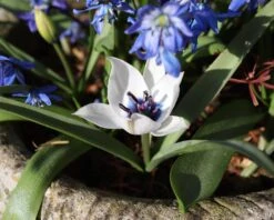 Tulip 'Coerulea Oculata Alba' -Plants And Flowers Shop tulip oculata alba 0