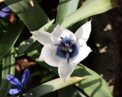 Tulip 'Coerulea Oculata Alba' -Plants And Flowers Shop tulip oculata alba 00