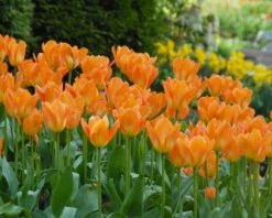 Tulip 'Orange Emperor' -Plants And Flowers Shop tulip orange emperor 5