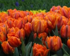 Tulip 'Orange Princess' -Plants And Flowers Shop tulip orange princess 4 24133a77 3ad0 470e b124 6dbdcc979c65
