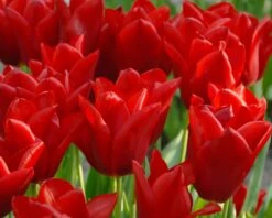 Tulip 'Oscar' -Plants And Flowers Shop tulip oscar 2