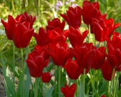 Tulip 'Oscar' -Plants And Flowers Shop tulip oscar 3