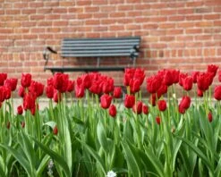 Tulip 'Oscar' -Plants And Flowers Shop tulip oscar 5