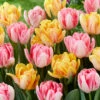 Tulip Collection 'Peach Passion'