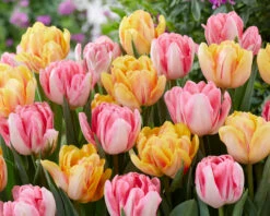 Tulip Collection 'Peach Passion' 7 Tulip Collection 'Peach Passion' -Plants And Flowers Shop tulip peach passion 2
