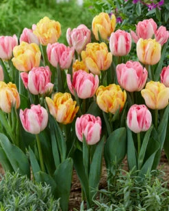Tulip Collection 'Peach Passion' 9 Tulip Collection 'Peach Passion' -Plants And Flowers Shop tulip peach passion 3