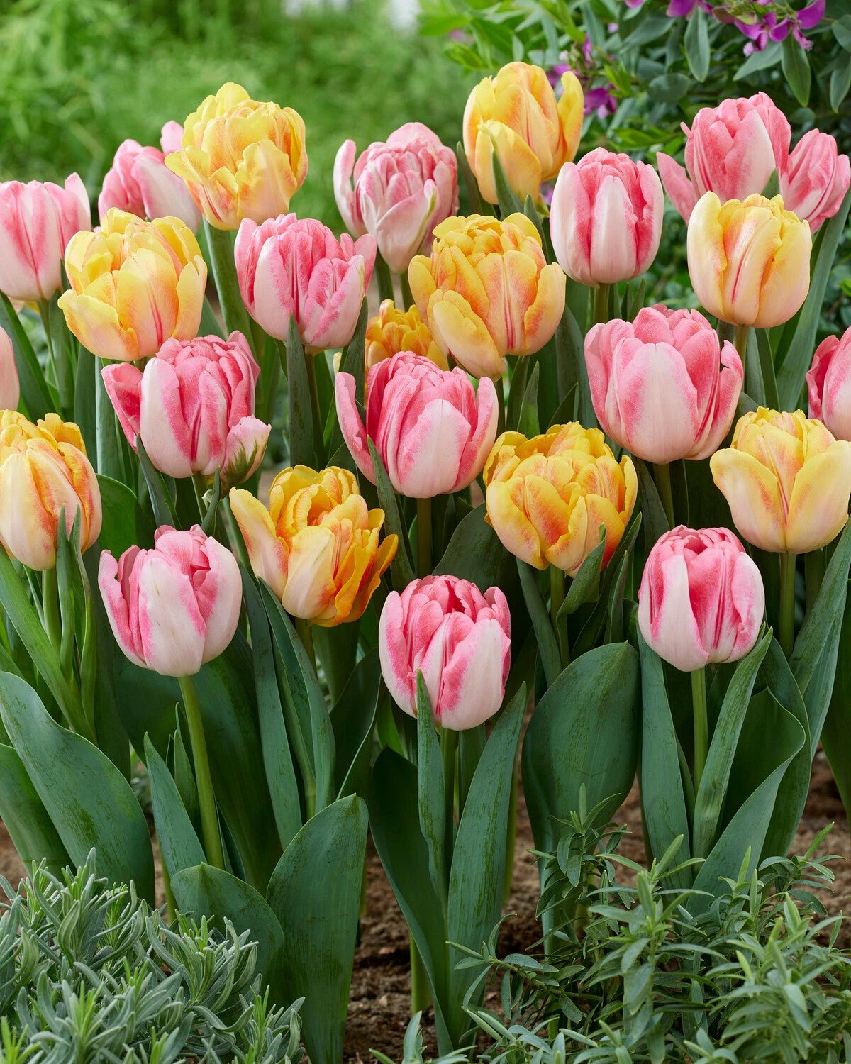 Tulip Collection 'Peach Passion' 5 Tulip Collection 'Peach Passion' - Image 5