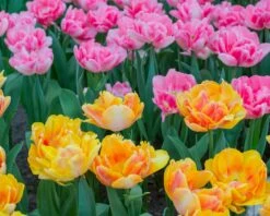 Tulip Collection 'Peach Passion' 8 Tulip Collection 'Peach Passion' -Plants And Flowers Shop tulip peach passion 4