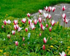 Tulip 'Peppermint Stick' -Plants And Flowers Shop tulip peppermint stick 2