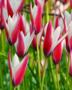 Tulip 'Peppermint Stick' -Plants And Flowers Shop tulip peppermint stick 3