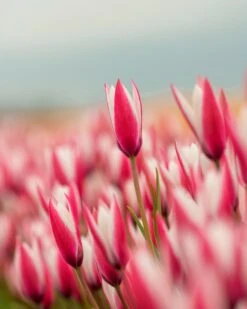 Tulip 'Peppermint Stick' -Plants And Flowers Shop tulip peppermint stick 5