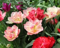 Tulip 'Peptalk' -Plants And Flowers Shop tulip peptalk 00