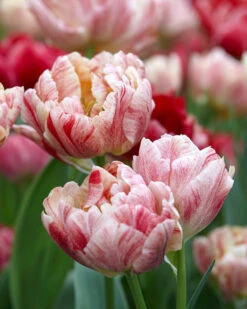 Tulip 'Peptalk' -Plants And Flowers Shop tulip peptalk 1