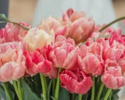 Tulip 'Peptalk' -Plants And Flowers Shop tulip peptalk 2