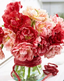 Tulip 'Peptalk' -Plants And Flowers Shop tulip peptalk 3