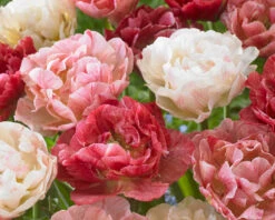 Plants And Flowers Shop -Plants And Flowers Shop tulip peptalk 4