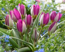 Tulip 'Persian Pearl' -Plants And Flowers Shop tulip persian pearl 2