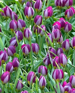 Tulip 'Persian Pearl' -Plants And Flowers Shop tulip persian pearl 4