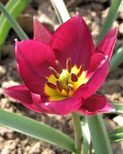 Tulip 'Persian Pearl' -Plants And Flowers Shop tulip persian pearl 7