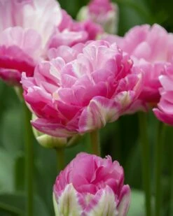 New Products 7 Tulip 'Pink Size'