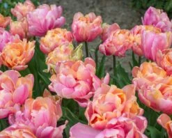 Tulip 'Pink Star' -Plants And Flowers Shop tulip pink star 2