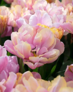 New Products -Plants And Flowers Shop tulip pink star 5