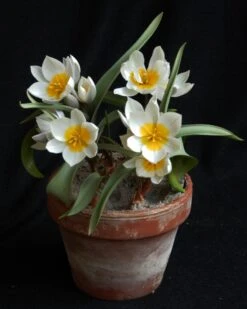 Tulip 'Polychroma' -Plants And Flowers Shop tulip polychroma 2