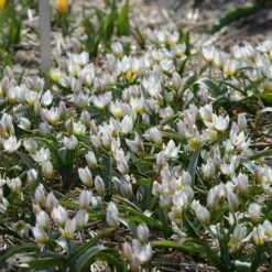 Tulip 'Polychroma' -Plants And Flowers Shop tulip polychroma 3