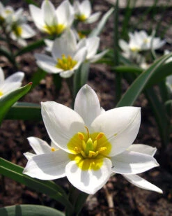 Tulip 'Polychroma' -Plants And Flowers Shop tulip polychroma 5
