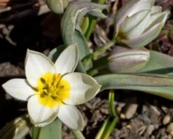 Tulip 'Polychroma' -Plants And Flowers Shop tulip polychroma 6