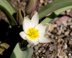 Tulip 'Polychroma' -Plants And Flowers Shop tulip polychroma 7